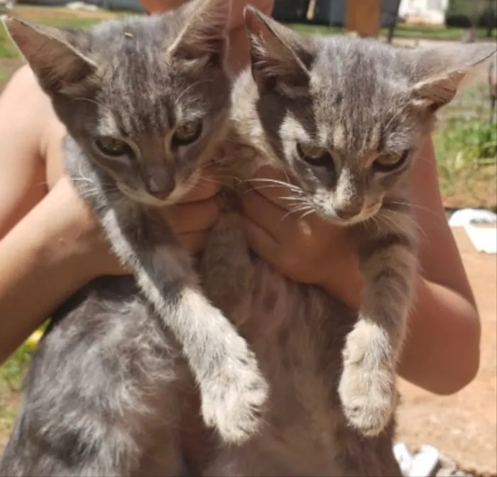 Gato ra a SRD idade 2 a 6 meses nome Tico e Teco 