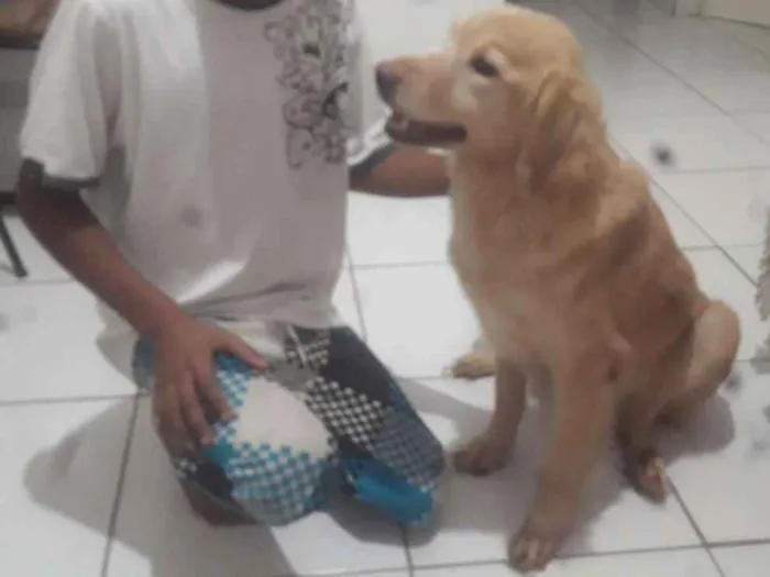 Cachorro ra a  idade 6 ou mais anos nome Mel 