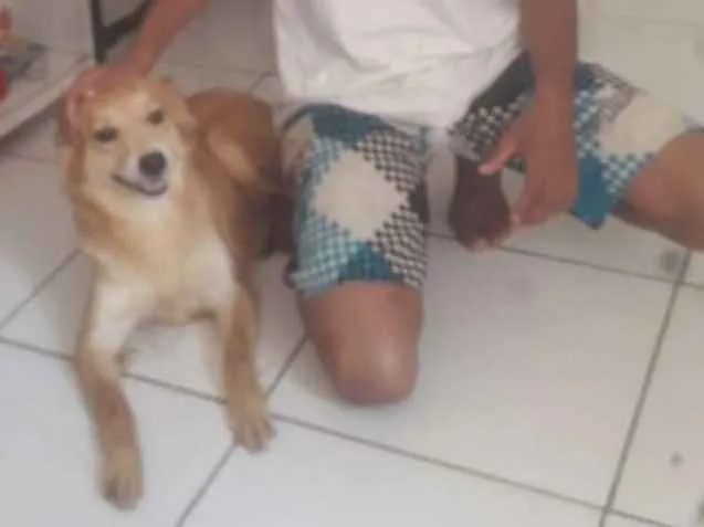 Cachorro ra a  idade 1 ano nome Malu