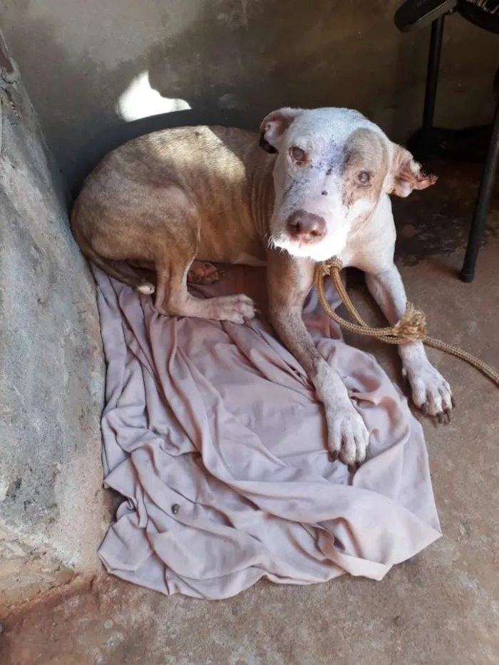 Cachorro ra a Pitbull idade 2 anos nome Não sei