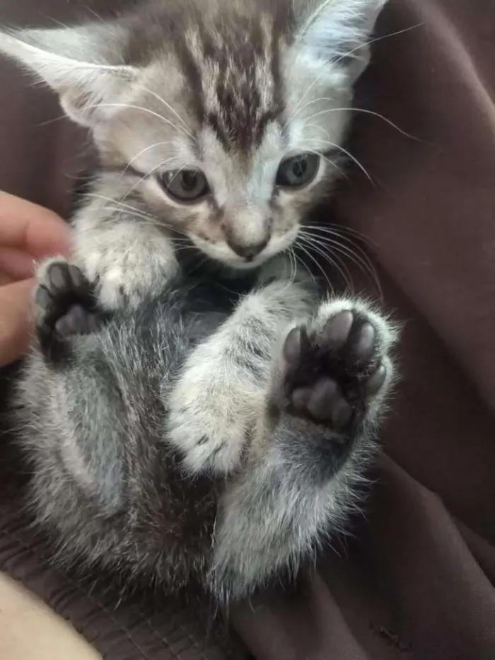Gato raça Vira-lata  idade 2 a 6 meses nome Ainda não há nome