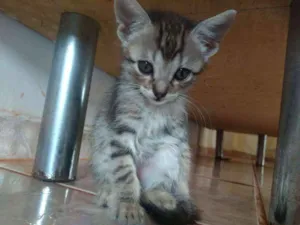 Gato raça Vira-lata  idade 2 a 6 meses nome Ainda não há nome