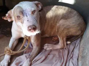 Cachorro raça Pitbull idade 2 anos nome Não sei