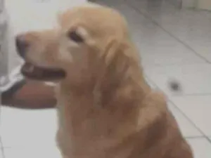 Cachorro raça  idade 6 ou mais anos nome Mel 