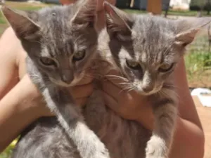 Gato raça SRD idade 2 a 6 meses nome Tico e Teco 