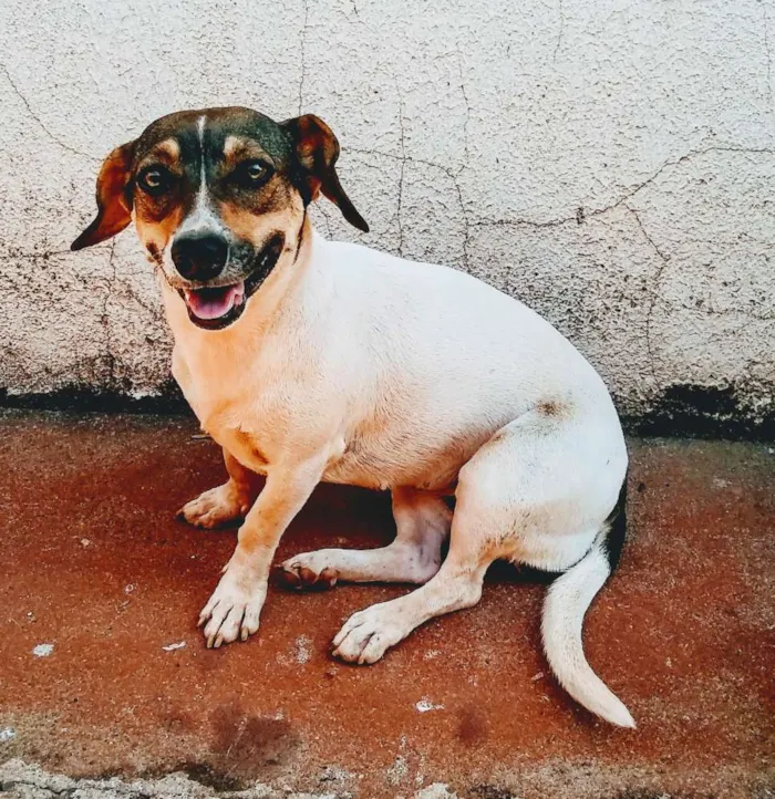 Cachorro ra a Vira lata idade 1 ano nome Lilika