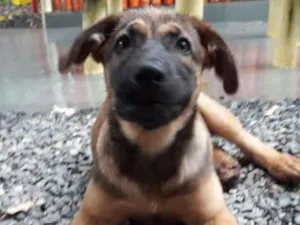 Cachorro raça Pastor Belga Malinois idade 2 a 6 meses nome Luca