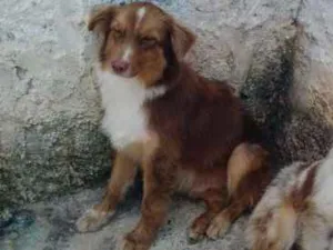 Cachorro raça PASTOR AUSTRALIANO idade 1 ano nome THOR
