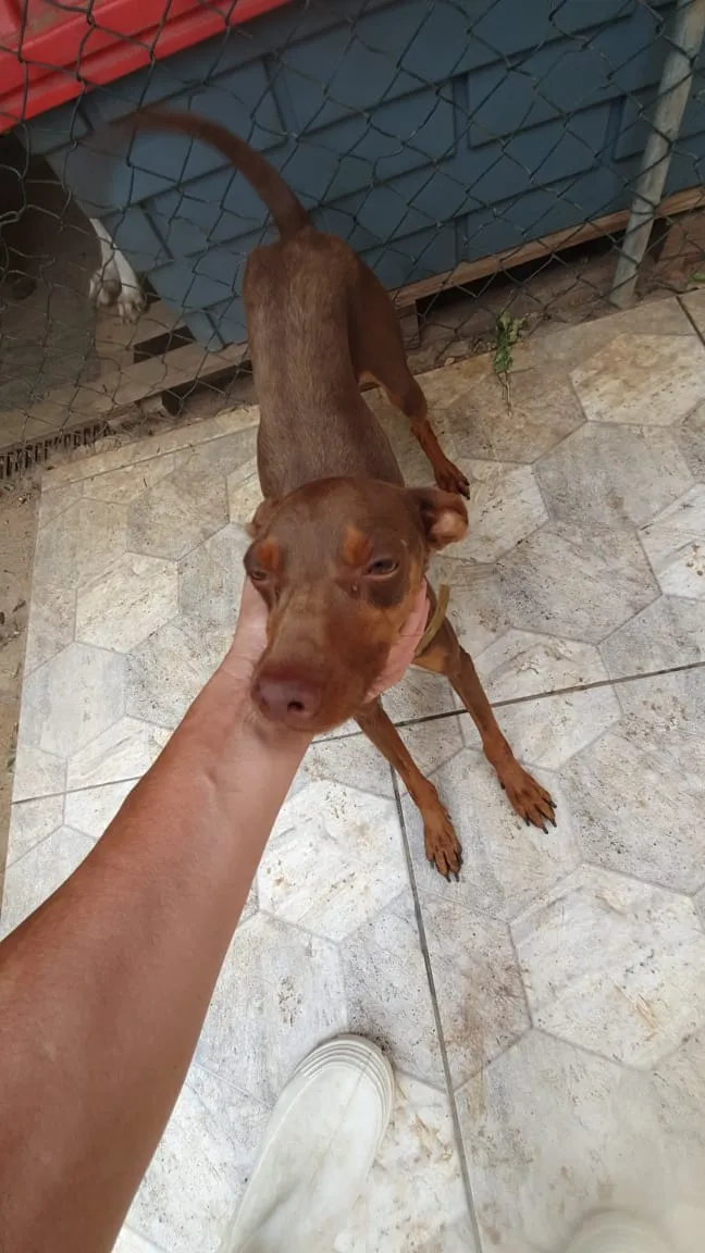Cachorro ra a SRD idade 1 ano nome Bidu 