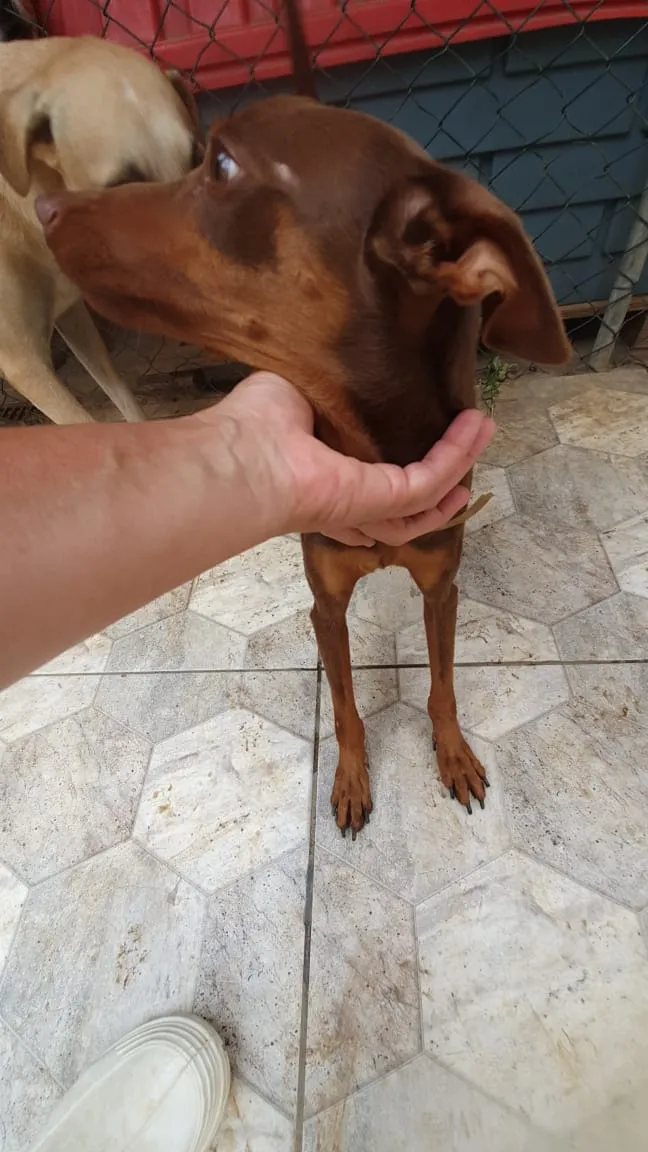 Cachorro ra a SRD idade 1 ano nome Bidu 