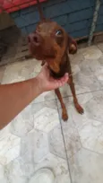 Bidu 