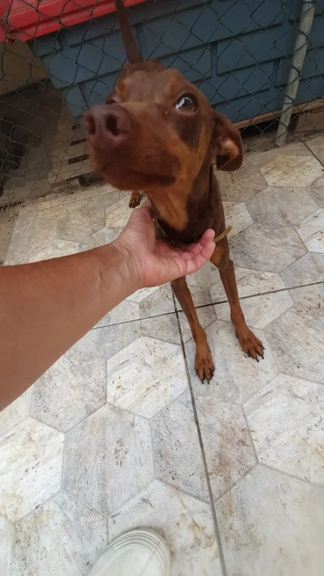 Cachorro ra a SRD idade 1 ano nome Bidu 