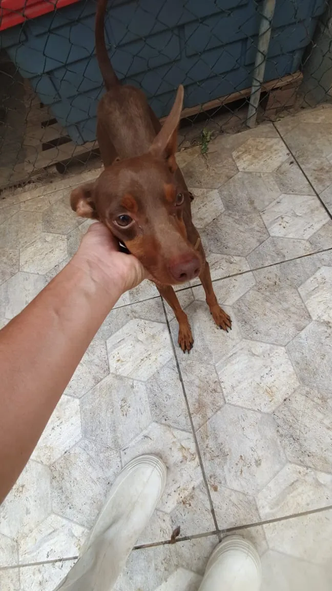 Cachorro ra a SRD idade 1 ano nome Bidu 