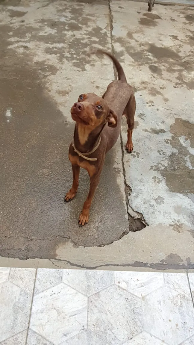 Cachorro ra a SRD idade 1 ano nome Bidu 