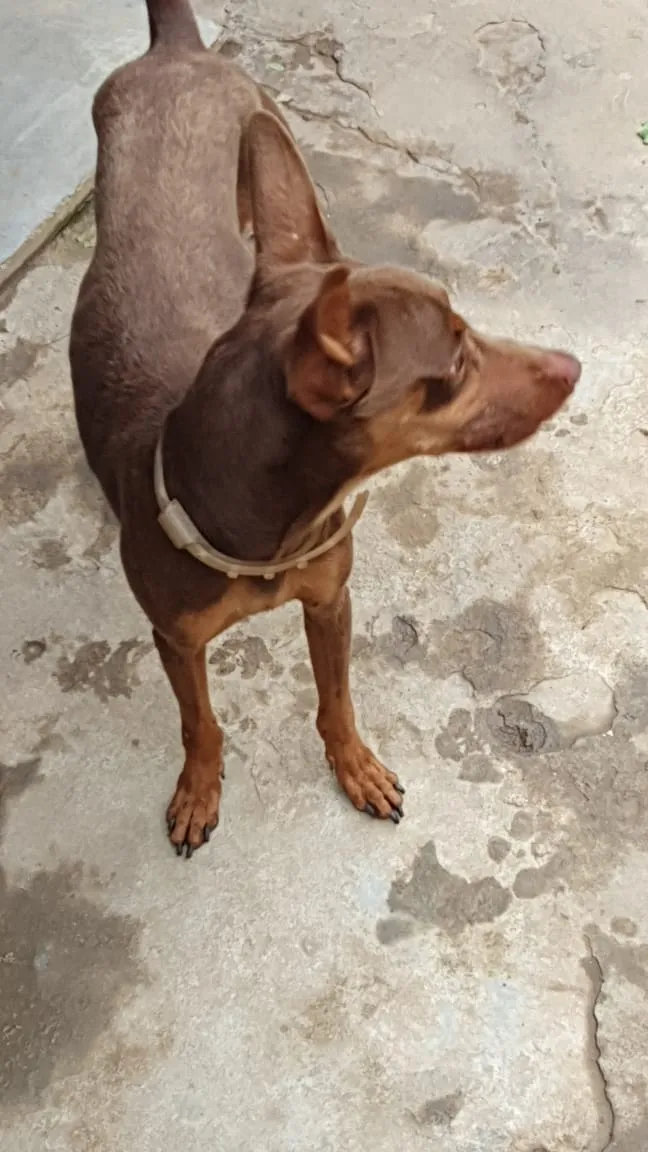 Cachorro ra a SRD idade 1 ano nome Bidu 