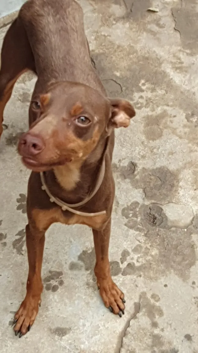 Cachorro ra a SRD idade 1 ano nome Bidu 