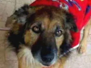 Cachorro raça SRD idade 6 ou mais anos nome Sarninha