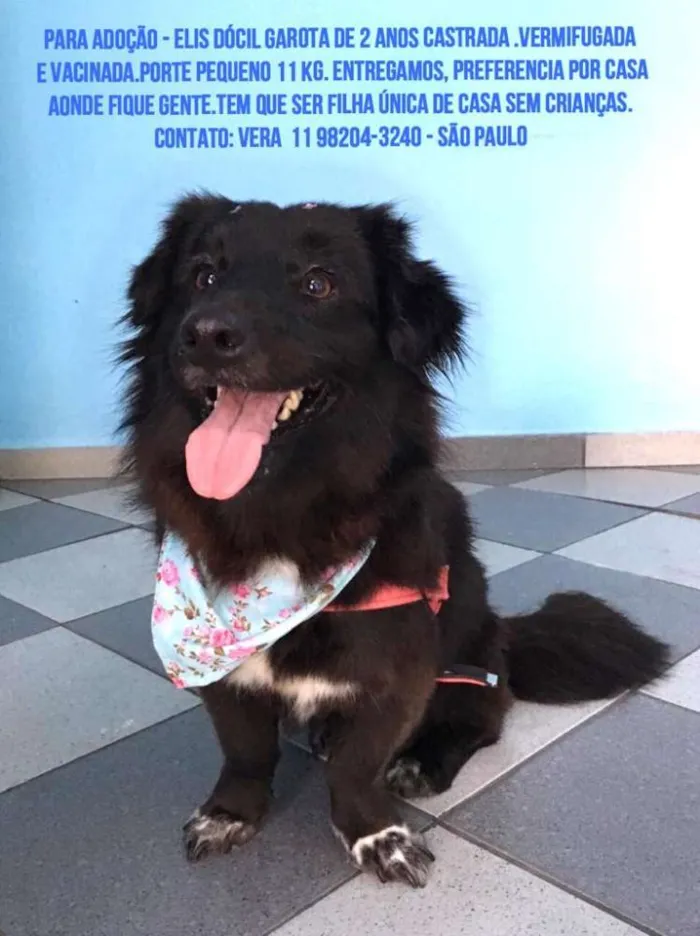 Cachorro ra a Srd idade 2 anos nome Elis