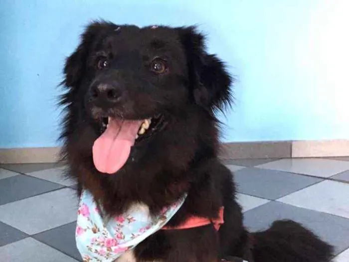 Cachorro ra a Srd idade 2 anos nome Elis
