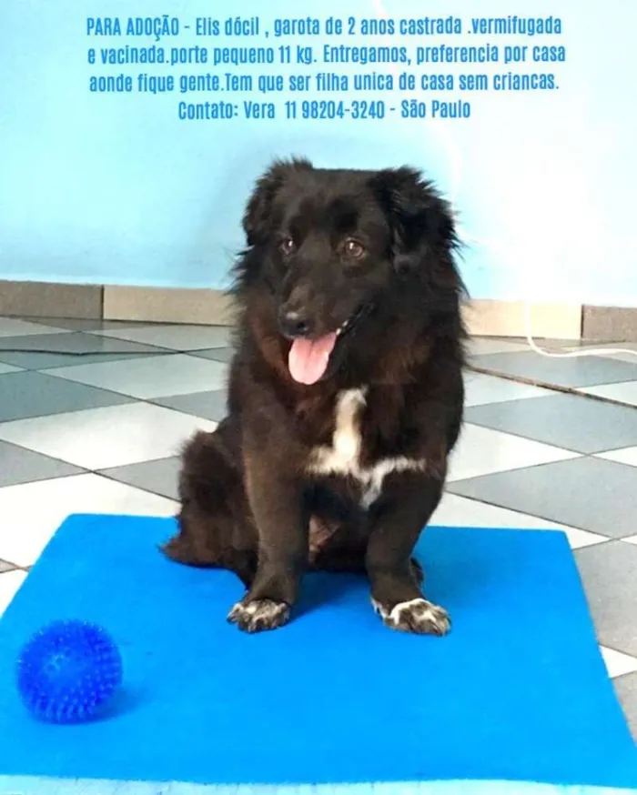 Cachorro ra a Srd idade 2 anos nome Elis
