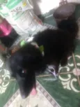 Estrela