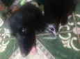 Estrela