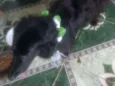 Estrela