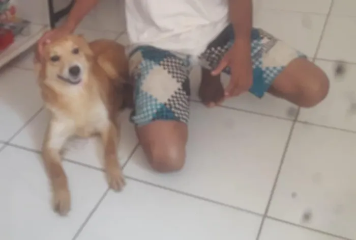 Cachorro ra a  idade 6 ou mais anos nome Mel 