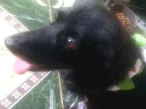 Cachorro raça Srd idade 2 anos nome Estrela