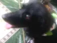 Estrela