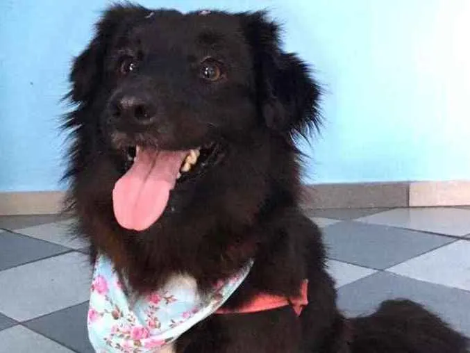 Cachorro ra a Srd idade 2 anos nome Elis
