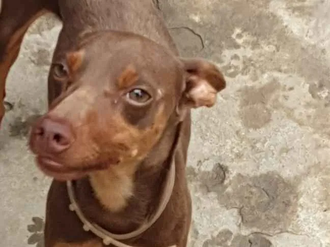 Cachorro ra a SRD idade 1 ano nome Bidu 