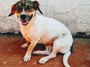 Cachorro raça Vira lata idade 1 ano nome Lilika