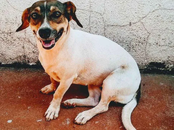 Cachorro ra a Vira lata idade 1 ano nome Lilika