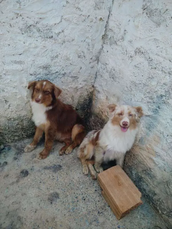 Cachorro ra a PASTOR AUSTRALIANO idade 1 ano nome BOLT