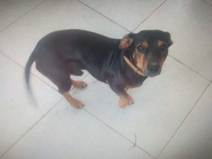 Cachorro ra a pinscher com bacê idade 4 anos nome RABITO