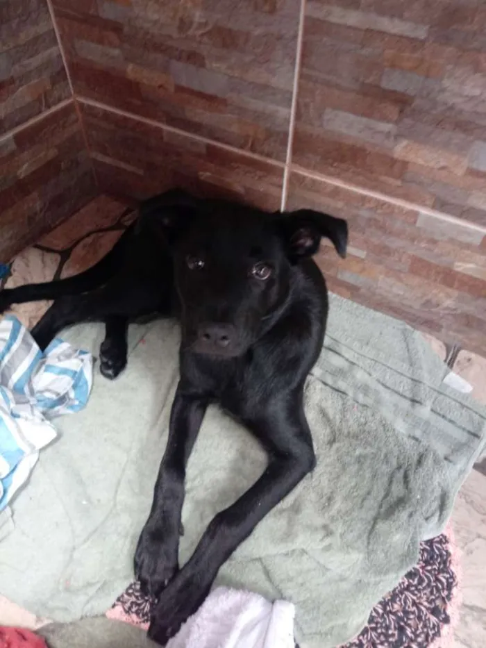 Cachorro ra a Srd idade 2 a 6 meses nome Thor