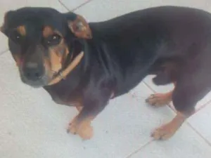 Cachorro raça pinscher com bacê idade 4 anos nome RABITO