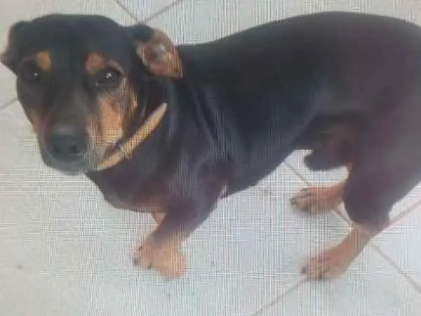 Cachorro ra a pinscher com bacê idade 4 anos nome RABITO