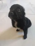 Nala