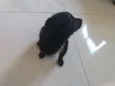 Nala