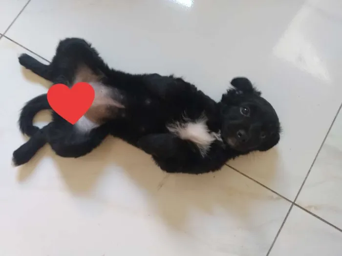 Cachorro ra a Poodle idade Abaixo de 2 meses nome Nala
