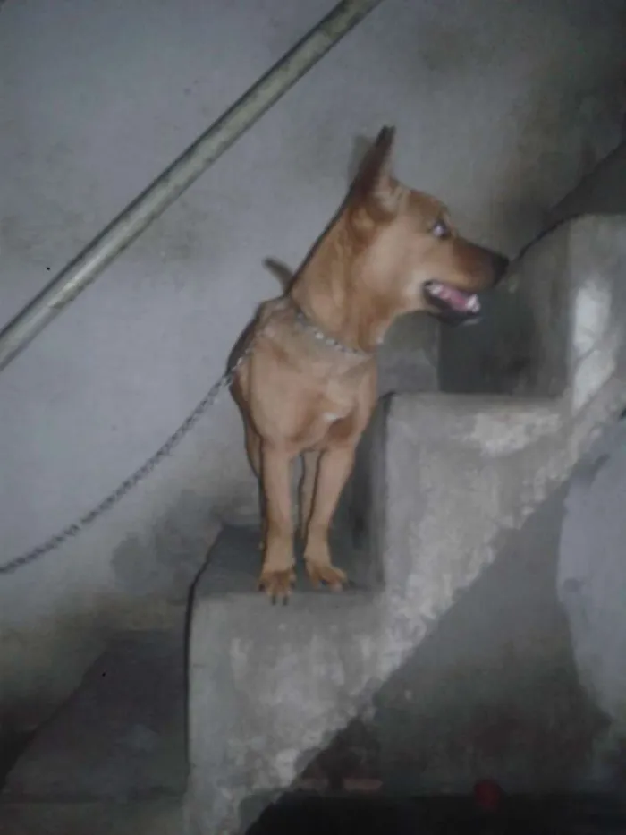 Cachorro ra a Vira lata idade 2 anos nome Mel