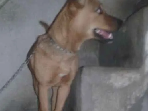 Cachorro ra a Vira lata idade 2 anos nome Mel