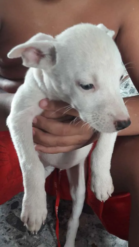 Cachorro raça vira lata  idade 2 a 6 meses nome branca de neve 