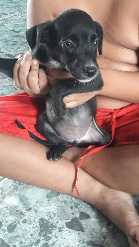 Cachorro raça vira lata  idade 2 a 6 meses nome branca de neve 