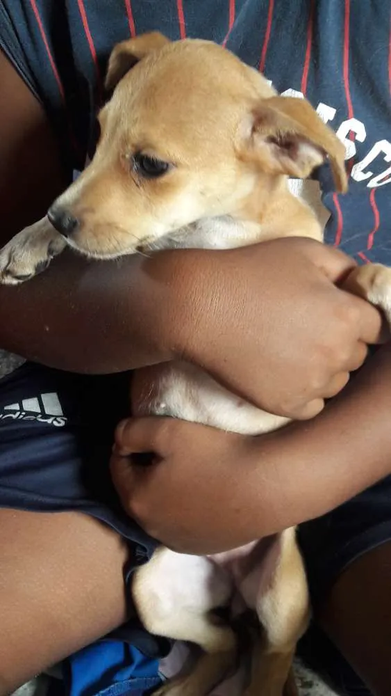 Cachorro raça vira lata  idade 2 a 6 meses nome branca de neve 