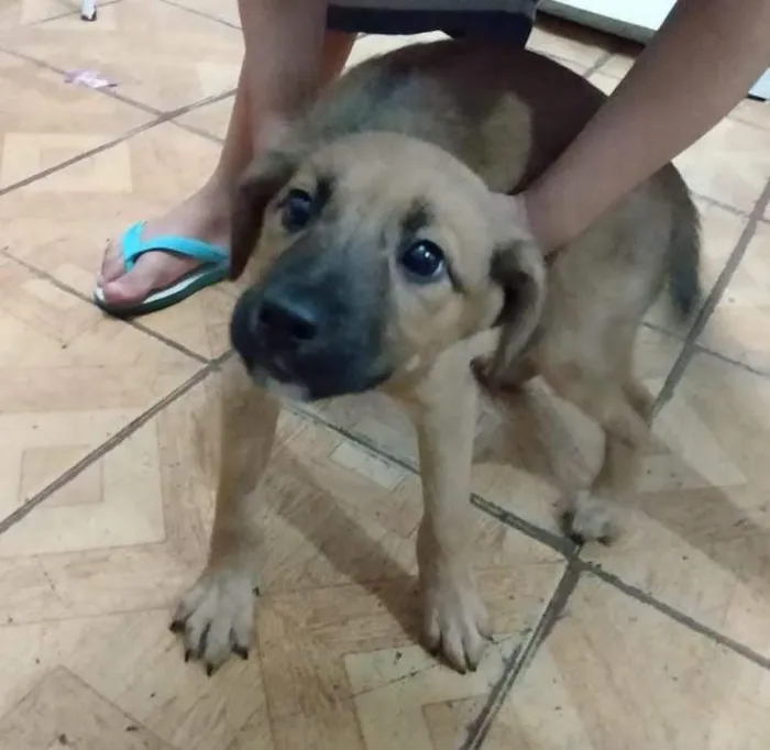 Cachorro ra a Vira-lata idade 2 a 6 meses nome Nao tem nome