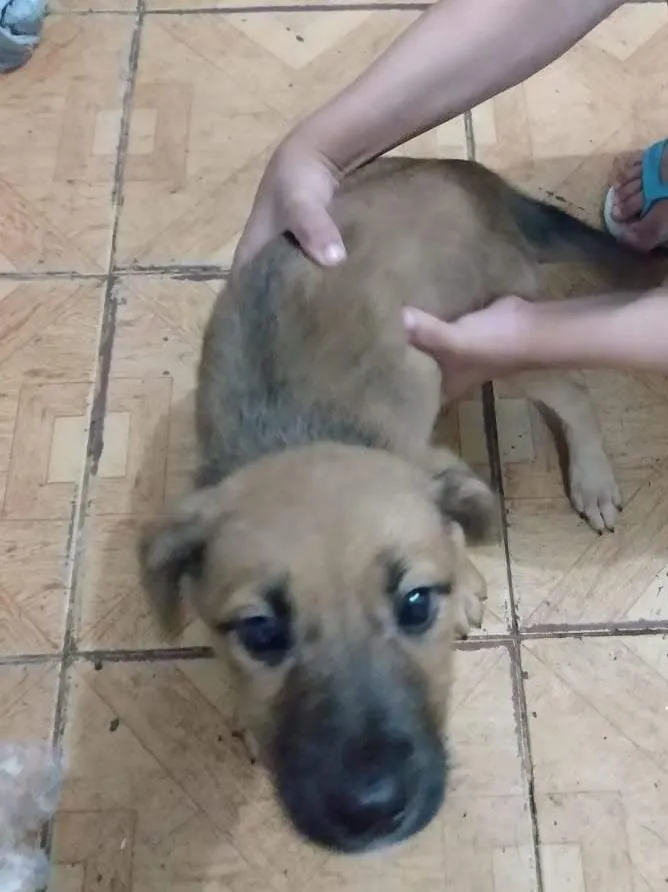 Cachorro ra a Vira-lata idade 2 a 6 meses nome Nao tem nome