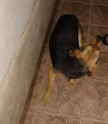 Cachorro ra a Vira-lata idade 2 a 6 meses nome Nao tem nome